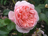 Abraham Darby