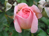 Abraham Darby