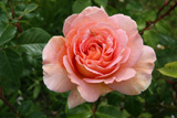 Abraham Darby