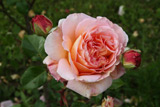 Abraham Darby