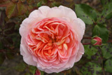 Abraham Darby