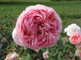 Abraham Darby