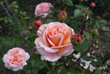 Abraham Darby