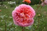 Abraham Darby