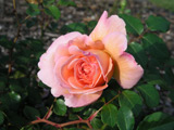 Abraham Darby