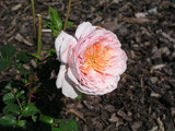 Abraham Darby