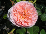 Abraham Darby