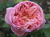 Abraham Darby