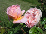 Abraham Darby