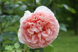 Ambridge Rose