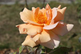 Apricot Silk