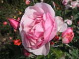 Bernd Weigel Rose