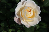 Crocus Rose