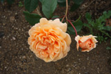 Crown Princess Margareta