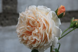 Crown Princess Margareta