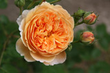 Crown Princess Margareta