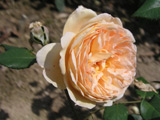 Crown Princess Margareta