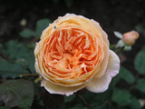 Crown Princess Margareta