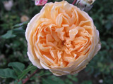 Crown Princess Margareta