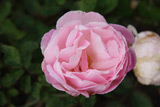 Duchesse de Brabant