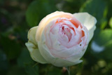 Eden Rose 85 (Doln Studen)