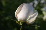 Eden Rose 85 (Doln Studen)