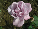 Farme Rose