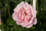 Gerbe Rose