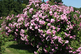 Geschwind´s Nordlandrose