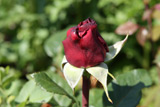 Helmut Kohl Rose