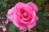 Jubilumsrose