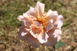 Julias Rose