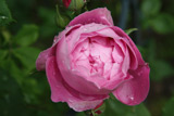 La Reine Victoria