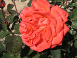 Lady Rose