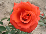 Lady Rose