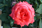 Lady Rose