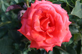 Lady Rose