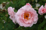 Mary Wallace