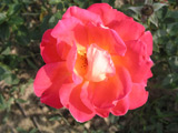 Meilland Decor Rose