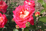 Meilland Decor Rose