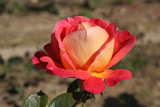 Meilland Decor Rose