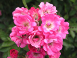 Orleans Rose