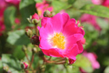 Orleans Rose