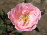 Perla de Montserrat