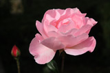 Queen Elizabeth