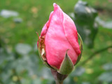 Queen Elizabeth