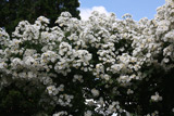 Rambling Rector