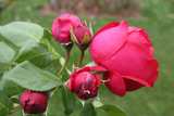 Red Edenrose