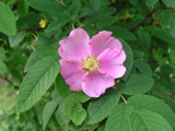 Rosa acicularis