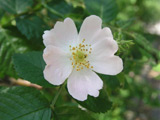 Rosa agrestis